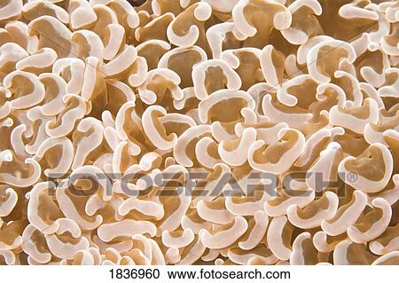 Stock Image - Puerto Galera, Philippines, Southeast Asia; Bubble Coral . Fotosearch