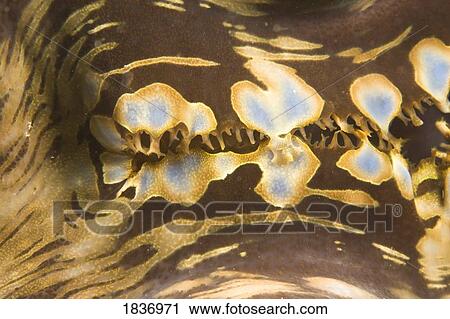 Puerto Galera, Philippines, Southeast Asia; Giant clam (Tridacna gigas) mantle View Large Photo Image Stock Image - Puerto Galera, Philippines, Southeast Asia; Giant clam (Tridacna gigas) mantle . Fotosearch