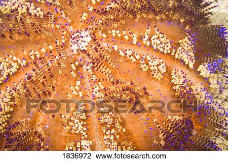 Stock Image - Puerto Galera, Philippines, Southeast Asia; Toxic Fire Sea Urchin (Asthenosoma varium) . Fotosearch