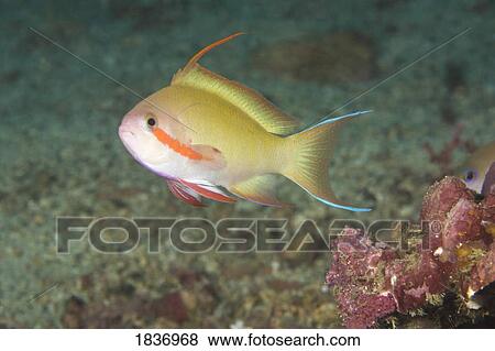 Stock Photo - Puerto Galera, Philippines, Southeast Asia; Male Anthias fish (Pseudanthias sp) . Fotosearch