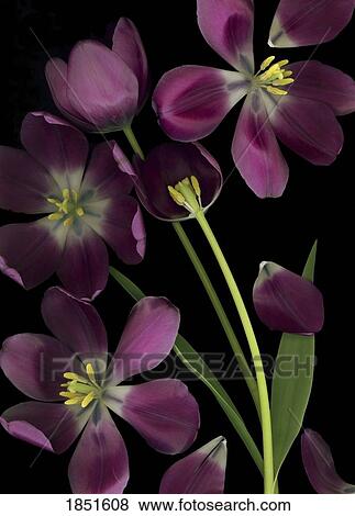 Stock Photo - Purple tulips; purple tulips, leaves and stems . Fotosearch