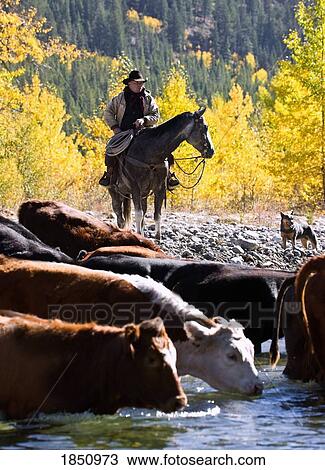 Stock Image - Rancher on horseback watching cattle drive. Fotosearch