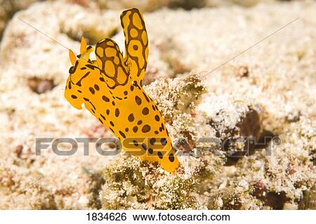 Stock Photograph - Rare Bunny Ears Nudibranch (Nudibranchia). Fotosearch