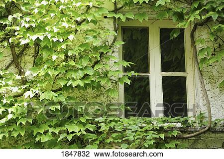 Stock Image - Ravello, Campania, Italy; Window surrounded by vines. Fotosearch