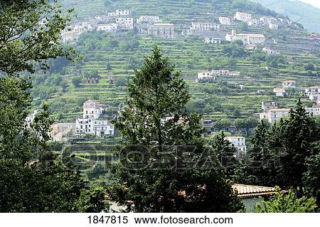Ravello, Italy; Lemon groves View Large Photo Image Stock Photography - Ravello, Italy; Lemon groves. Fotosearch