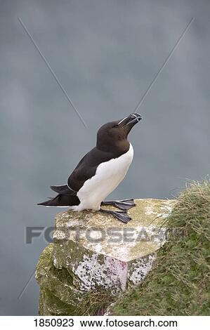 Stock Image - Razorbill, Alca torda; sitting on a rock. Fotosearch