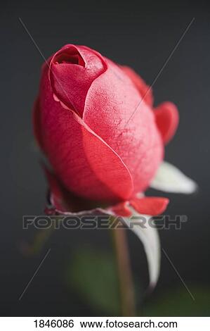Red rose View Large Photo Image Stock Photograph - Red rose. Fotosearch