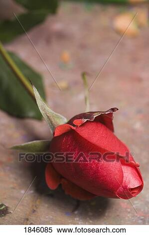 Red rose View Large Photo Image Stock Photography - Red rose. Fotosearch