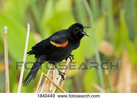 Red-winged Blackbird, Wacodahatchee Wetlands, Florida, USA View Large Photo Image Stock Photo - Red-winged Blackbird, Wacodahatchee Wetlands, Florida, USA . Fotosearch
