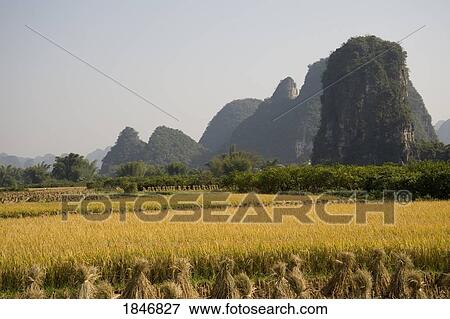 Stock Photo - Rice field in Yanshuo, Guangxi, China. Fotosearch