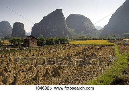 Stock Photography - Rice field in Yanshuo, Guangxi, China. Fotosearch