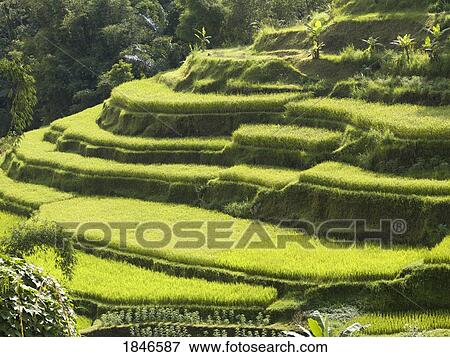 Stock Photo - Rice fields in Bali, Indonesia. Fotosearch