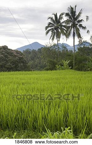 Rice fields in Bali, Indonesia View Large Photo Image Stock Photo - Rice fields in Bali, Indonesia. Fotosearch