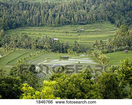 Rice fields in Bali, Indonesia View Large Photo Image Stock Photograph - Rice fields in Bali, Indonesia. Fotosearch