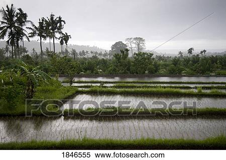 Stock Photography - Rice fields in Bali, Indonesia. Fotosearch