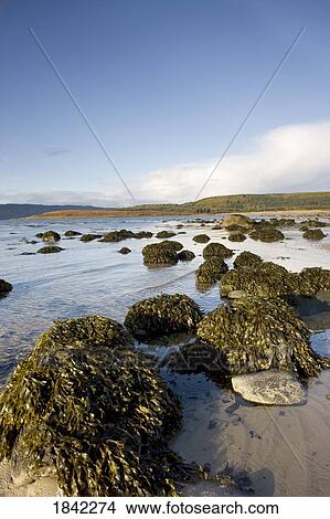 Picture - Rocky beach, Argyll and Bute, Scotland. Fotosearch
