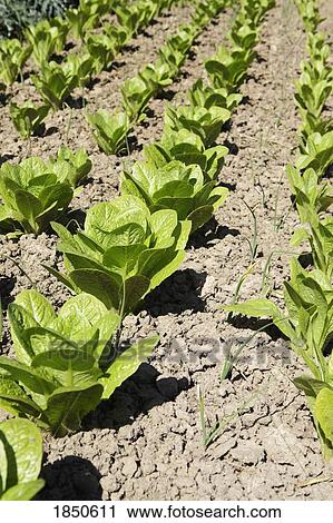 Stock Image - Rows of lettuce. Fotosearch