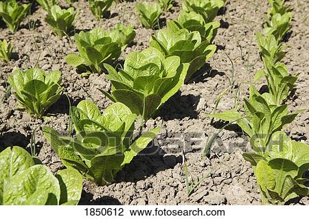 Rows of lettuce View Large Photo Image Stock Image - Rows of lettuce. Fotosearch