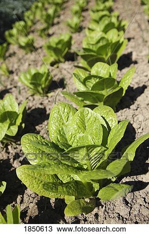 Rows of lettuce View Large Photo Image Stock Image - Rows of lettuce. Fotosearch