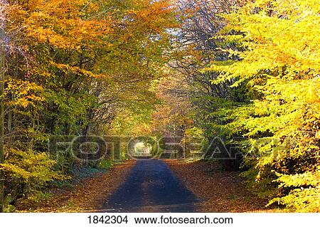Rural road, Argyll and Bute, Scotland View Large Photo Image Picture - Rural road, Argyll and Bute, Scotland. Fotosearch