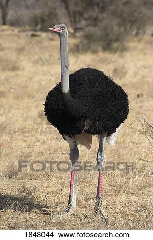 Samburu National Reserve, Kenya; Blue necked ostrich (Struthio Camelus Molybdophanes) View Large Photo Image Picture - Samburu National Reserve, Kenya; Blue necked ostrich (Struthio Camelus Molybdophanes) . Fotosearch