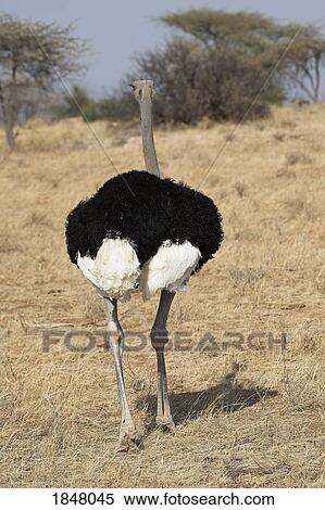 Stock Photography - Samburu National Reserve, Kenya; Blue necked ostrich (Struthio Camelus Molybdophanes) . Fotosearch