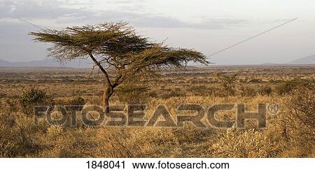 Stock Image - Samburu National Reserve, Kenya . Fotosearch