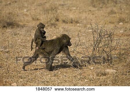 Stock Photo - Samburu National Reserve, Kenya, Africa; Baby Baboon riding on an adult baboon. Fotosearch