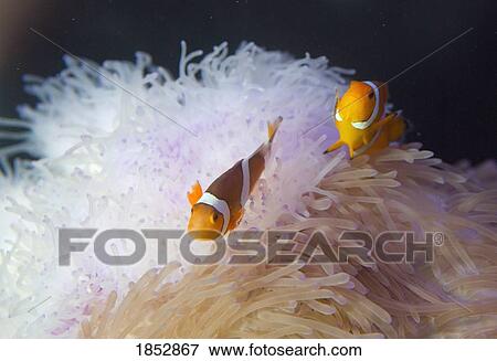 Stock Photo - Samui Tiger Zoo and Aquarium, Samui, Thailand; Tropical fish swimming. Fotosearch