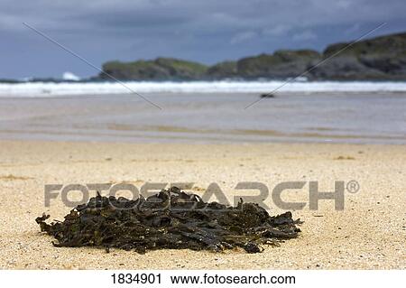 Stock Image - Sandy beach, Scotland. Fotosearch