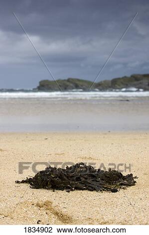 Sandy beach, Scotland View Large Photo Image Stock Image - Sandy beach, Scotland. Fotosearch