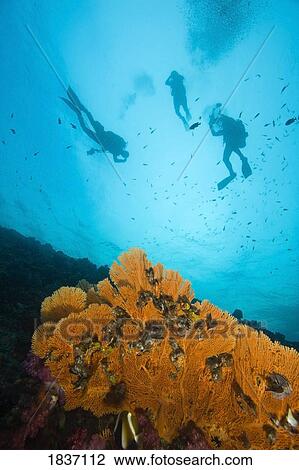 Scuba divers, Richelieu Rock, Mu Koh Surin National Marine Park, Similan Islands, Thailand, Southeast Asia View Large Photo Image Stock Image - Scuba divers, Richelieu Rock, Mu Koh Surin National Marine Park, Similan Islands, Thailand, Southeast Asia . Fotosearch