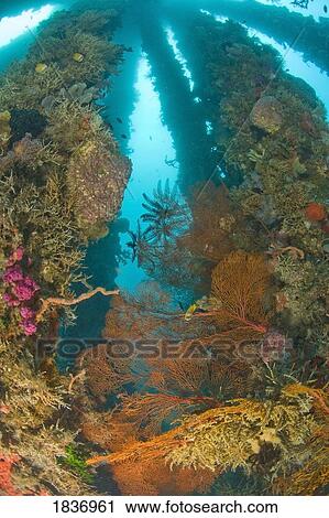 Stock Image - Sea life at Dumaguete Pier, capital of Oriental Island, Philippines, Southeast Asia . Fotosearch