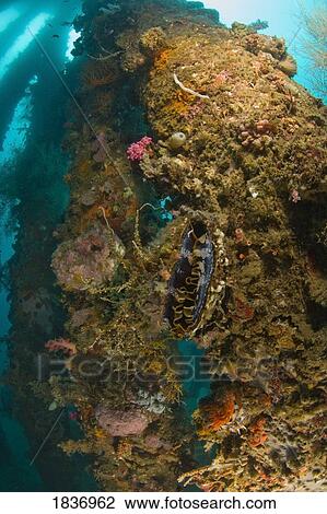 Stock Image - Sea life at Dumaguete Pier, s Oriental Island, Philippines, Southeast Asia . Fotosearch