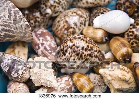 Stock Photograph - Sea shells, Verde Island, Puerto Galera, Philippines, Southeast Asia . Fotosearch