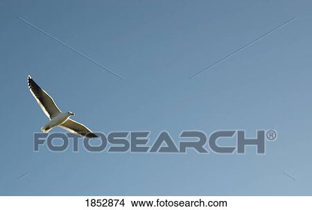 Picture - Seagull; Flying seagull in the air. Fotosearch