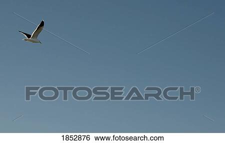 Seagull; Flying seagull in the air View Large Photo Image Stock Photograph - Seagull; Flying seagull in the air. Fotosearch
