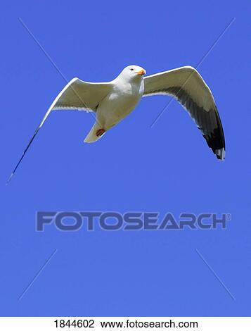 Stock Image - Seagull in flight. Fotosearch