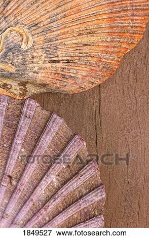 Seashells View Large Photo Image Stock Photo - Seashells. Fotosearch