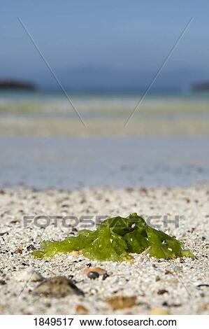 Stock Photo - Seaweed on the sand. Fotosearch