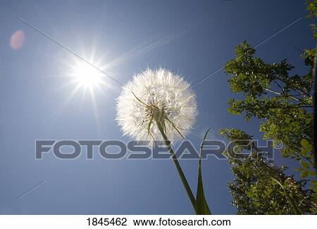 Seeded dandelion View Large Photo Image Stock Image - Seeded dandelion. Fotosearch