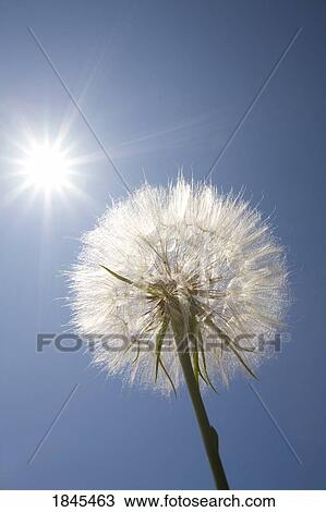 Stock Image - Seeded dandelion. Fotosearch