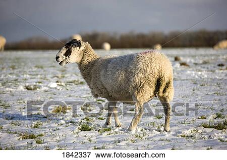 Sheep grazing in winter, Ruswarp, North Yorkshire, England View Large Photo Image Stock Photo - Sheep grazing in winter, Ruswarp, North Yorkshire, England. Fotosearch