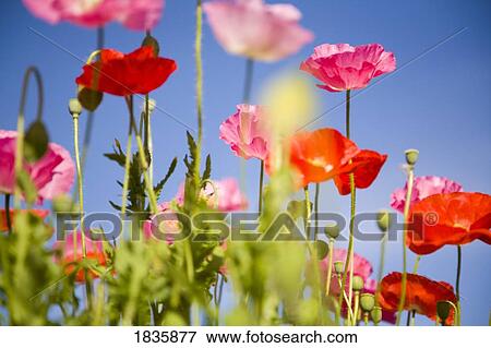 Stock Photo - Shirley poppies (Papaver Rhoeas); Flowers on Mount Hood, Oregon, USA. Fotosearch