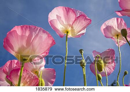 Shirley poppies View Large Photo Image Stock Photo - Shirley poppies. Fotosearch