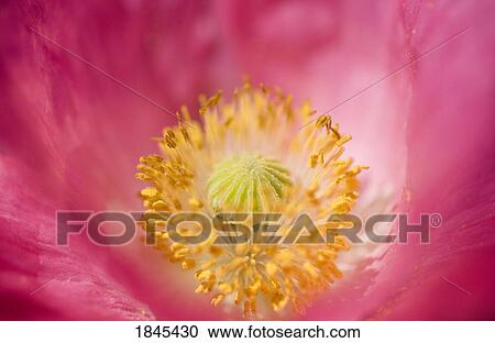 Shirley poppy View Large Photo Image Stock Image - Shirley poppy. Fotosearch