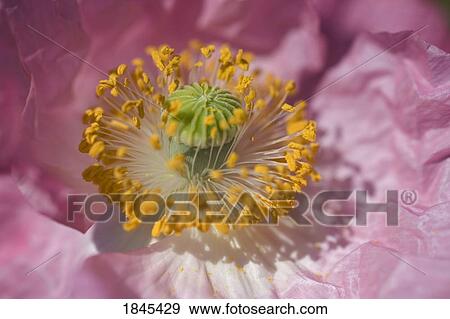 Shirley poppy View Large Photo Image Stock Photo - Shirley poppy. Fotosearch