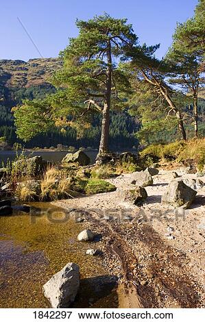Stock Photo - Shoreline of a lake, Argyll and Bute, Scotland. Fotosearch