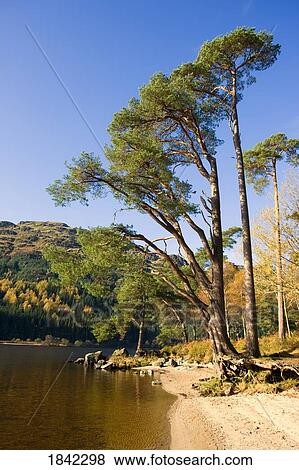 Shoreline of a lake, Argyll and Bute, Scotland View Large Photo Image Stock Photo - Shoreline of a lake, Argyll and Bute, Scotland. Fotosearch