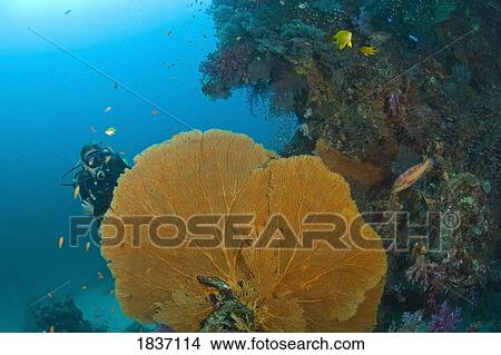 Similan Islands Underwater Park, Thailand, Southeast Asia; scuba diver View Large Photo Image Picture - Similan Islands Underwater Park, Thailand, Southeast Asia; scuba diver . Fotosearch